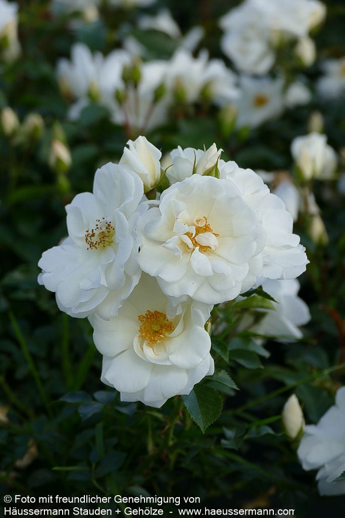 Bodendeckerrose 'Schneeflocke' (Rosa  BDR IV)