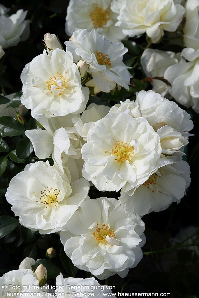 Bodendeckerrose 'Schneeflocke' (Rosa  BDR IV)