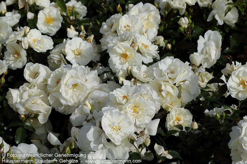 Bodendeckerrose 'Schneeflocke' (Rosa  BDR IV)