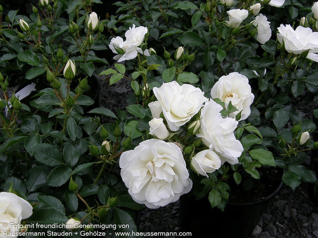 Bodendeckerrose 'Schneeflocke' (Rosa  BDR IV)