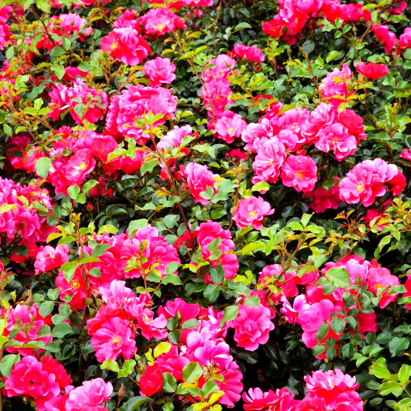 Bodendeckerrose 'Sommermärchen' (Rosa BDR III)
