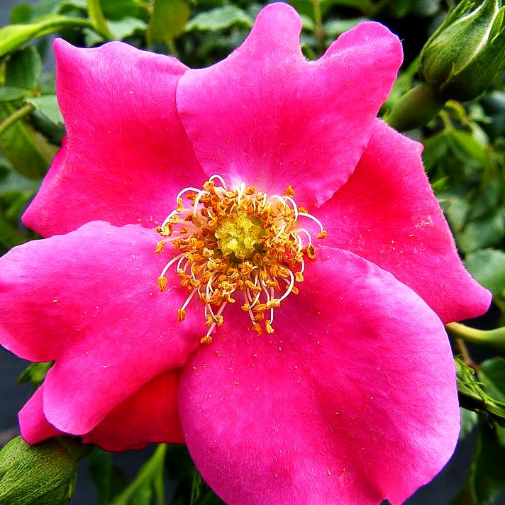 Bodendeckerrose 'Stadt Rom' -R- (Rosa BDR IV)