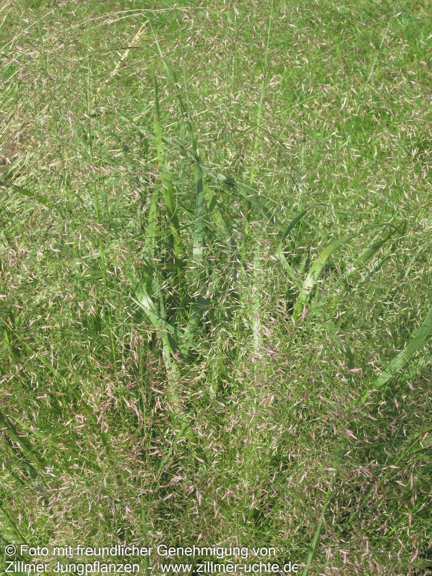 Bogen-Liebesgras 'Bend' (Eragrostis trichodes)
