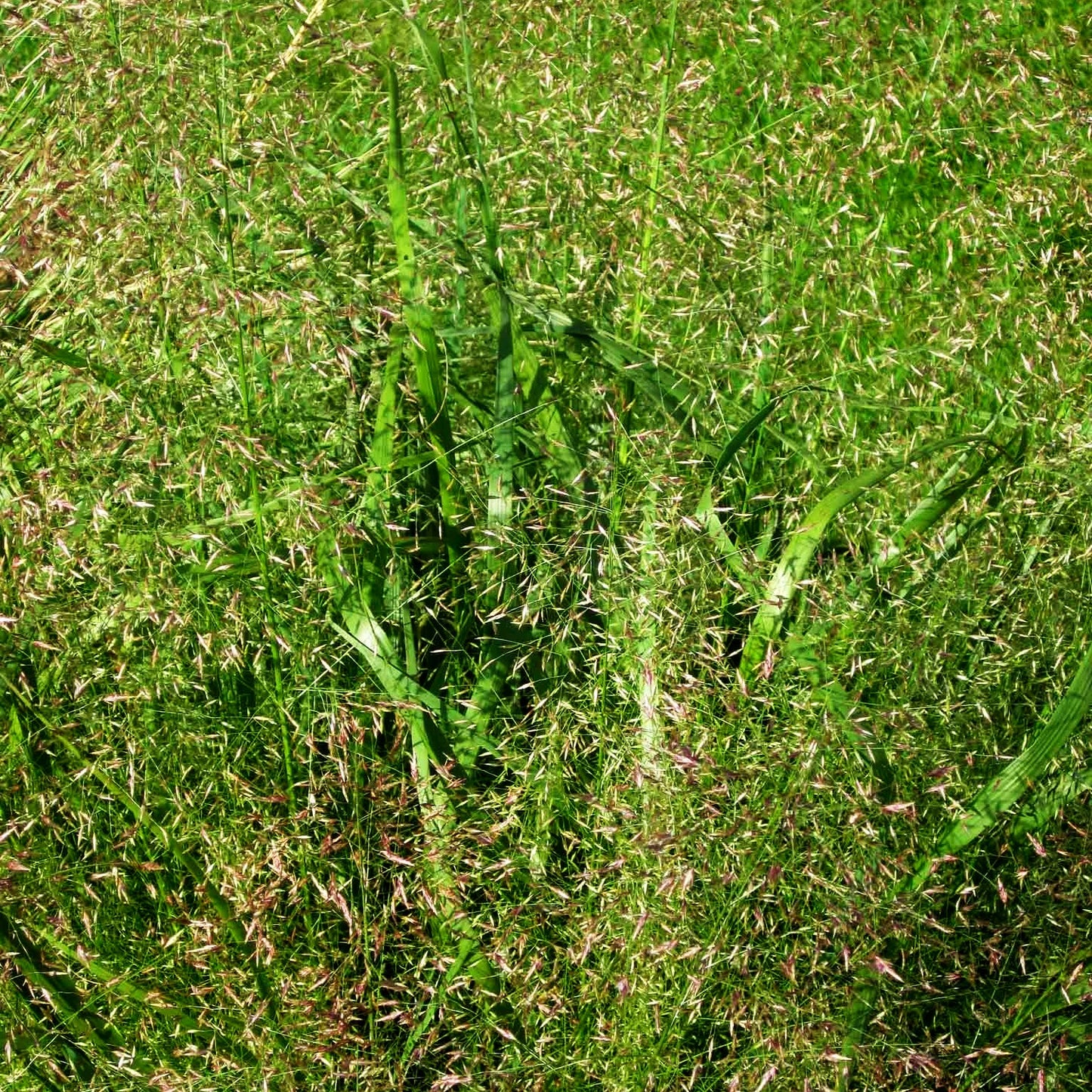Bogen-Liebesgras 'Bend' (Eragrostis trichodes)