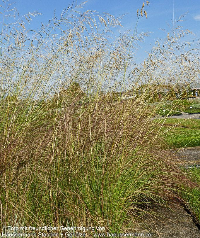 Bogen-Liebesgras 'Totnes Burgundy' (Eragrostis curvula)