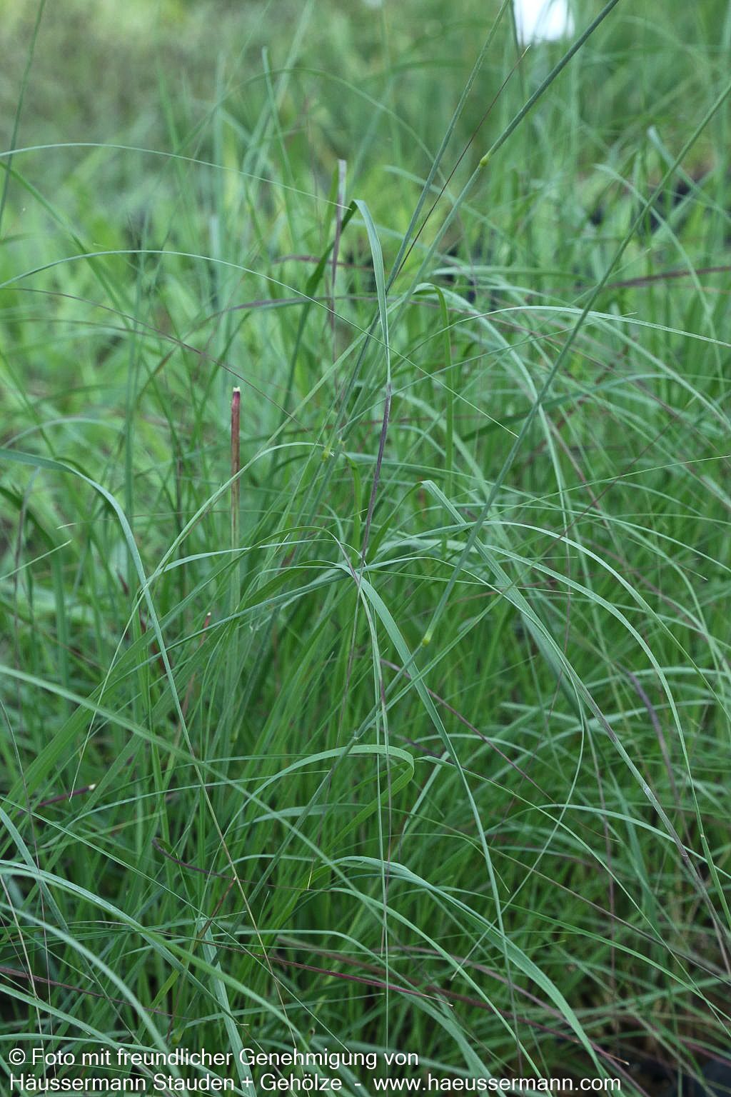 Bogen-Liebesgras 'Totnes Burgundy' (Eragrostis curvula)