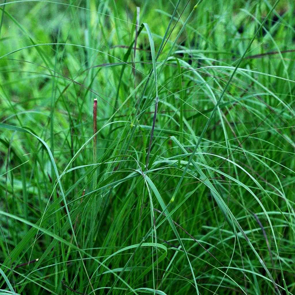 Bogen-Liebesgras 'Totnes Burgundy' (Eragrostis curvula)