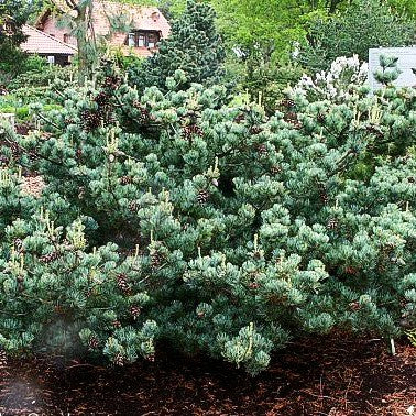 Bonsaiartige Mädchen-Kiefer 'Pentaphylla Glauca' (Pinus parviflora)