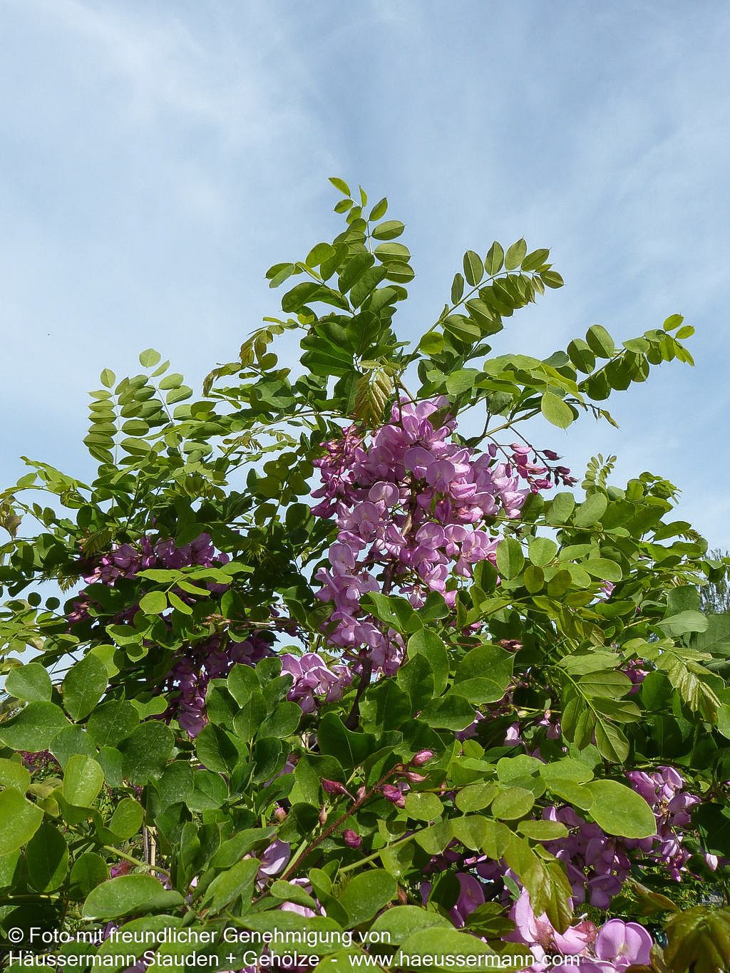 Borstige Robinie 'Macrophylla' (Robinia hispida)