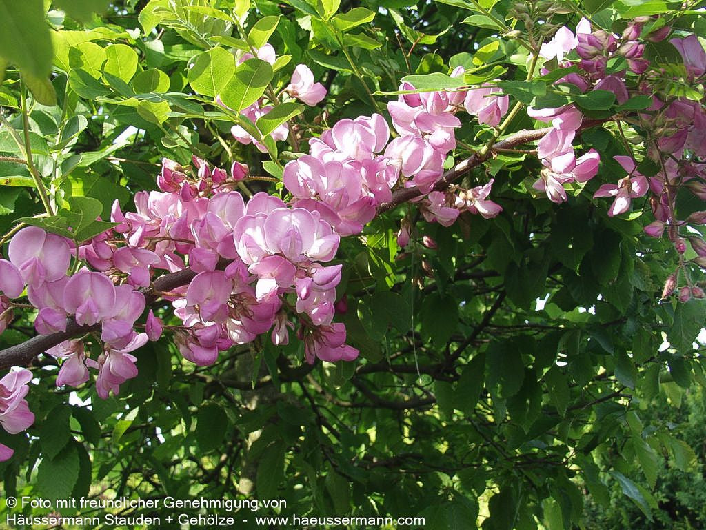 Borstige Robinie 'Macrophylla' (Robinia hispida)