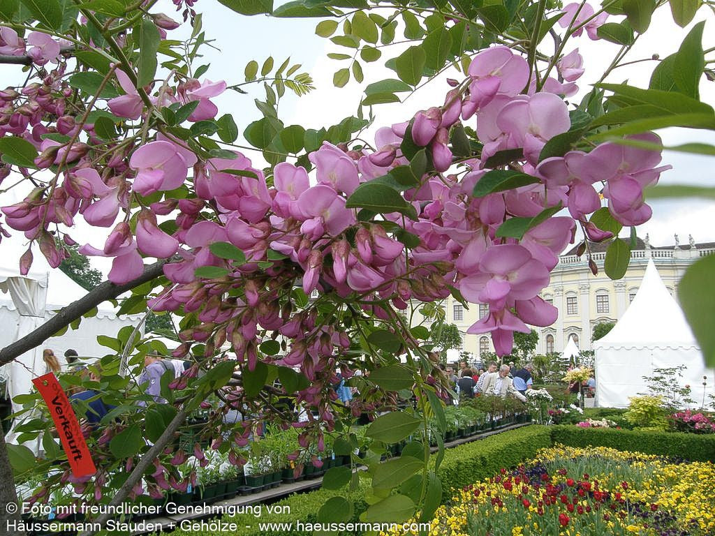 Borstige Robinie 'Macrophylla' (Robinia hispida)