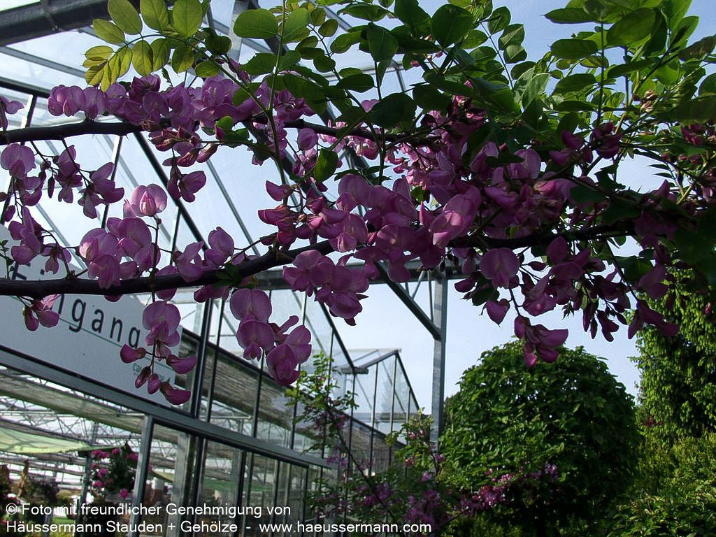 Borstige Robinie 'Macrophylla' (Robinia hispida)