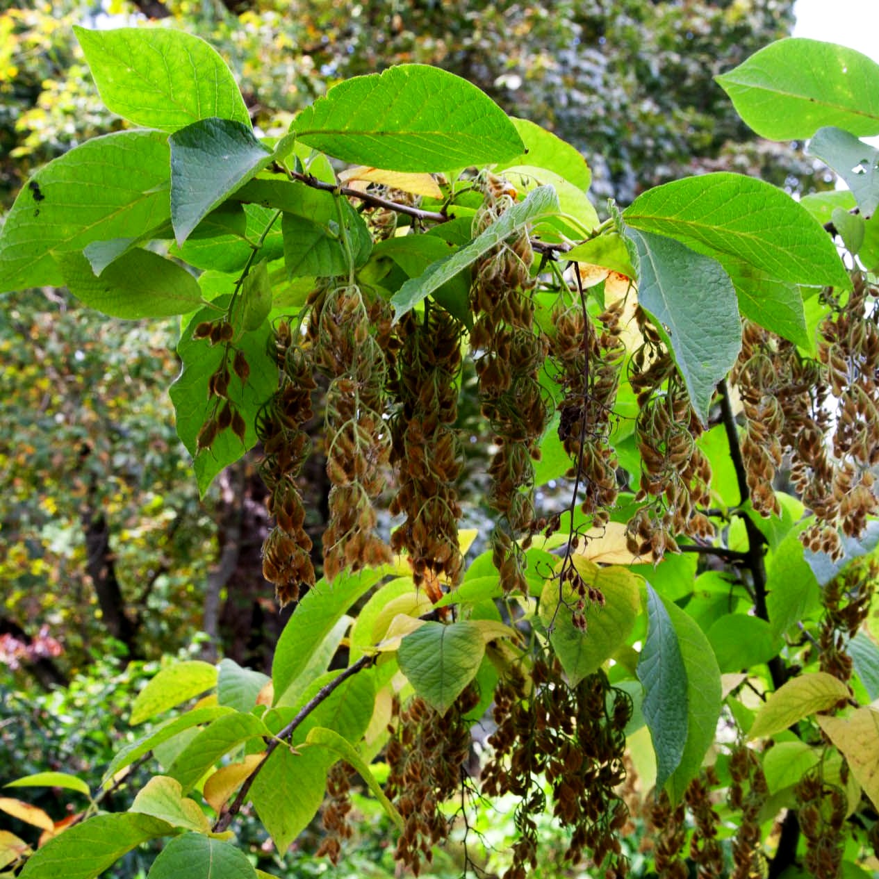 Borstiger Flügelstorax (Pterostyrax hispida)