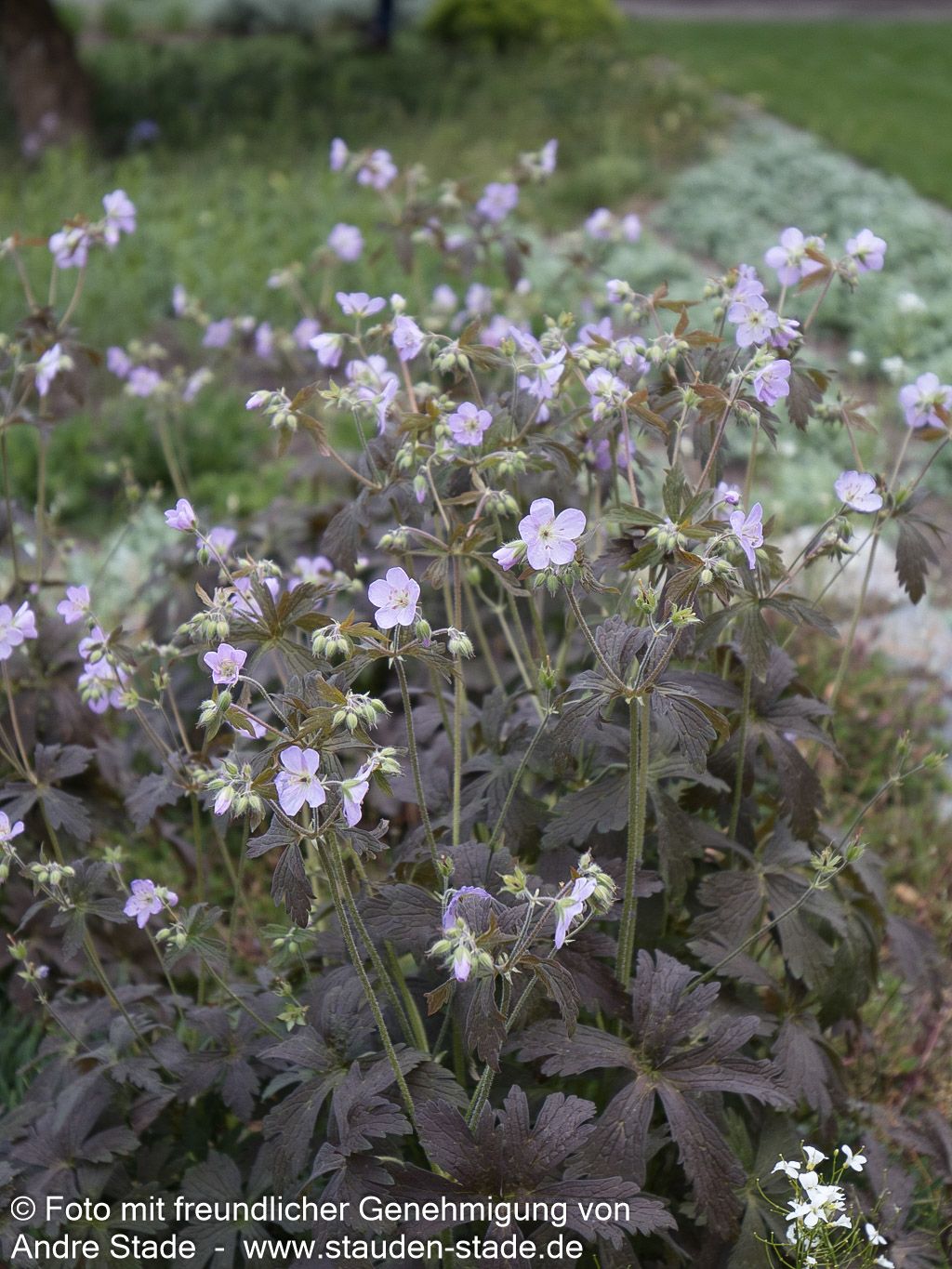 Braunblättriger Storchschnabel 'Espresso' (Geranium maculatum)