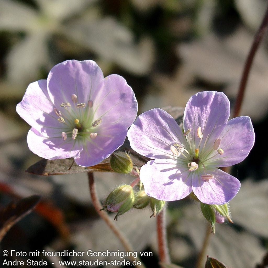 Braunblättriger Storchschnabel 'Espresso' (Geranium maculatum)