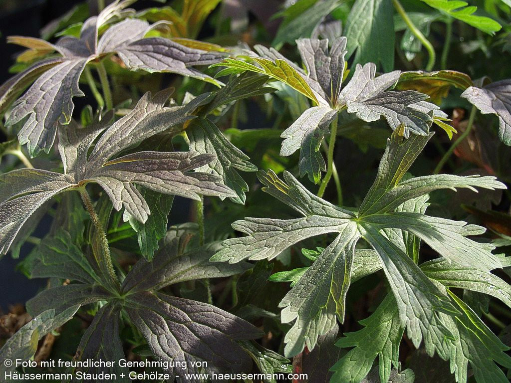 Braunblättriger Storchschnabel 'Espresso' (Geranium maculatum)