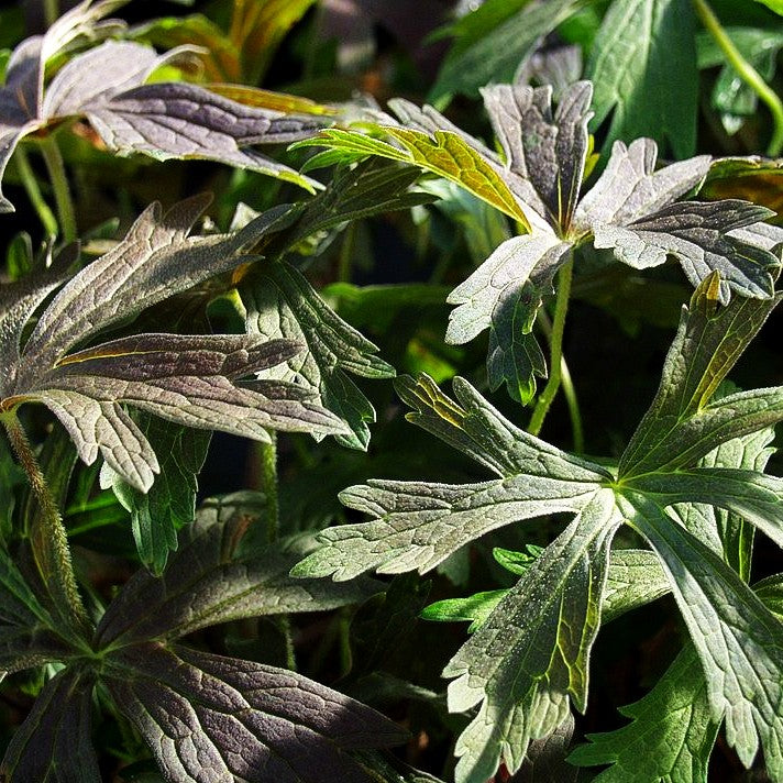 Braunblättriger Storchschnabel 'Espresso' (Geranium maculatum)