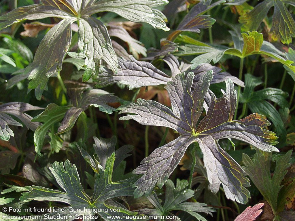 Braunblättriger Storchschnabel 'Espresso' (Geranium maculatum)