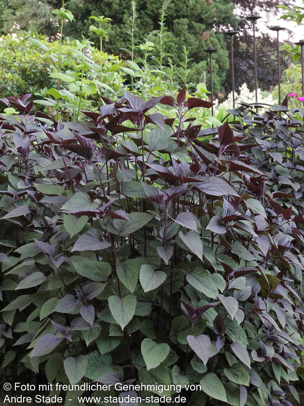 Braunblättriger Wasserdost 'Chocolate' (Eupatorium rugosum)