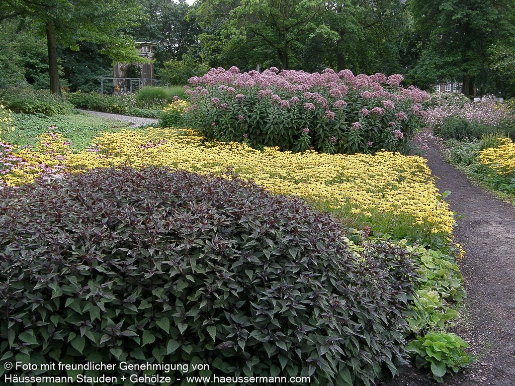 Braunblättriger Wasserdost 'Chocolate' (Eupatorium rugosum)