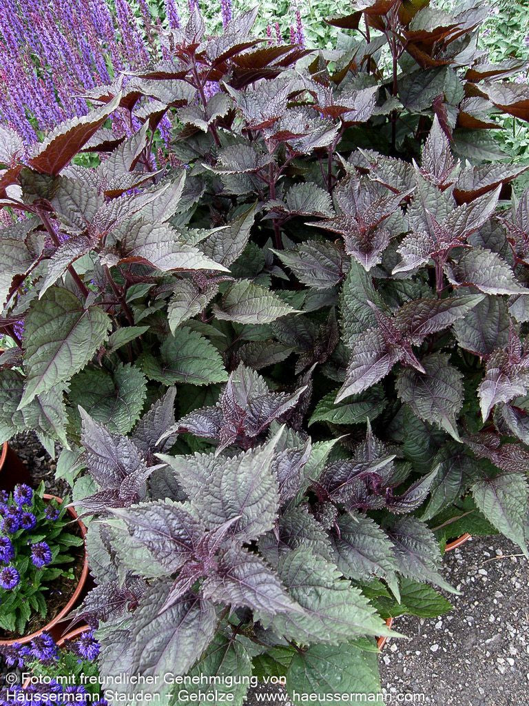 Braunblättriger Wasserdost 'Chocolate' (Eupatorium rugosum)