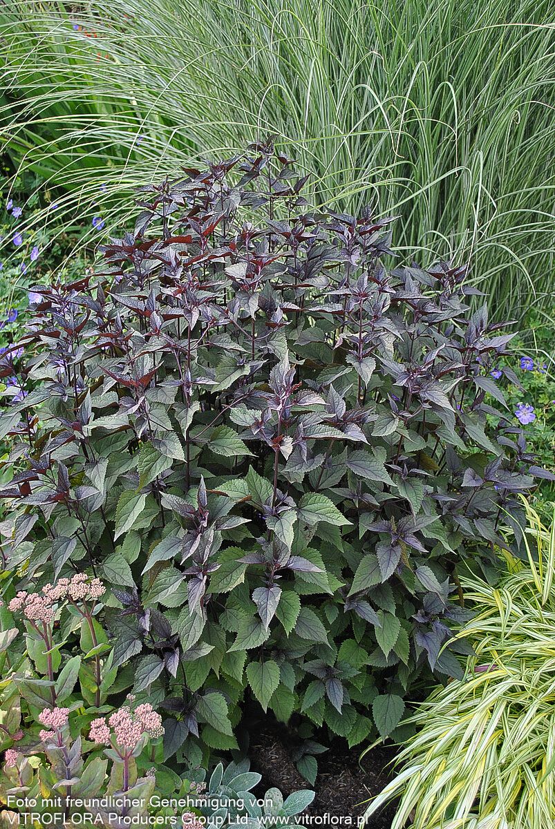 Braunblättriger Wasserdost 'Chocolate' (Eupatorium rugosum)