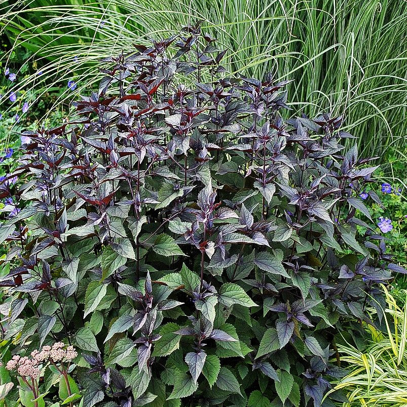 Braunblättriger Wasserdost 'Chocolate' (Eupatorium rugosum)