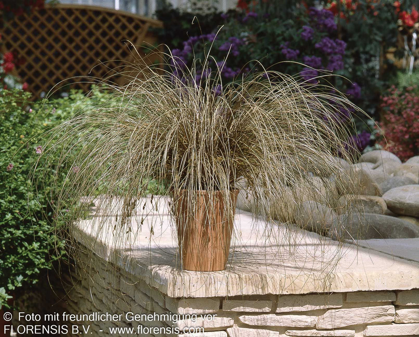 Braune Segge 'Bronco' (Carex comans)