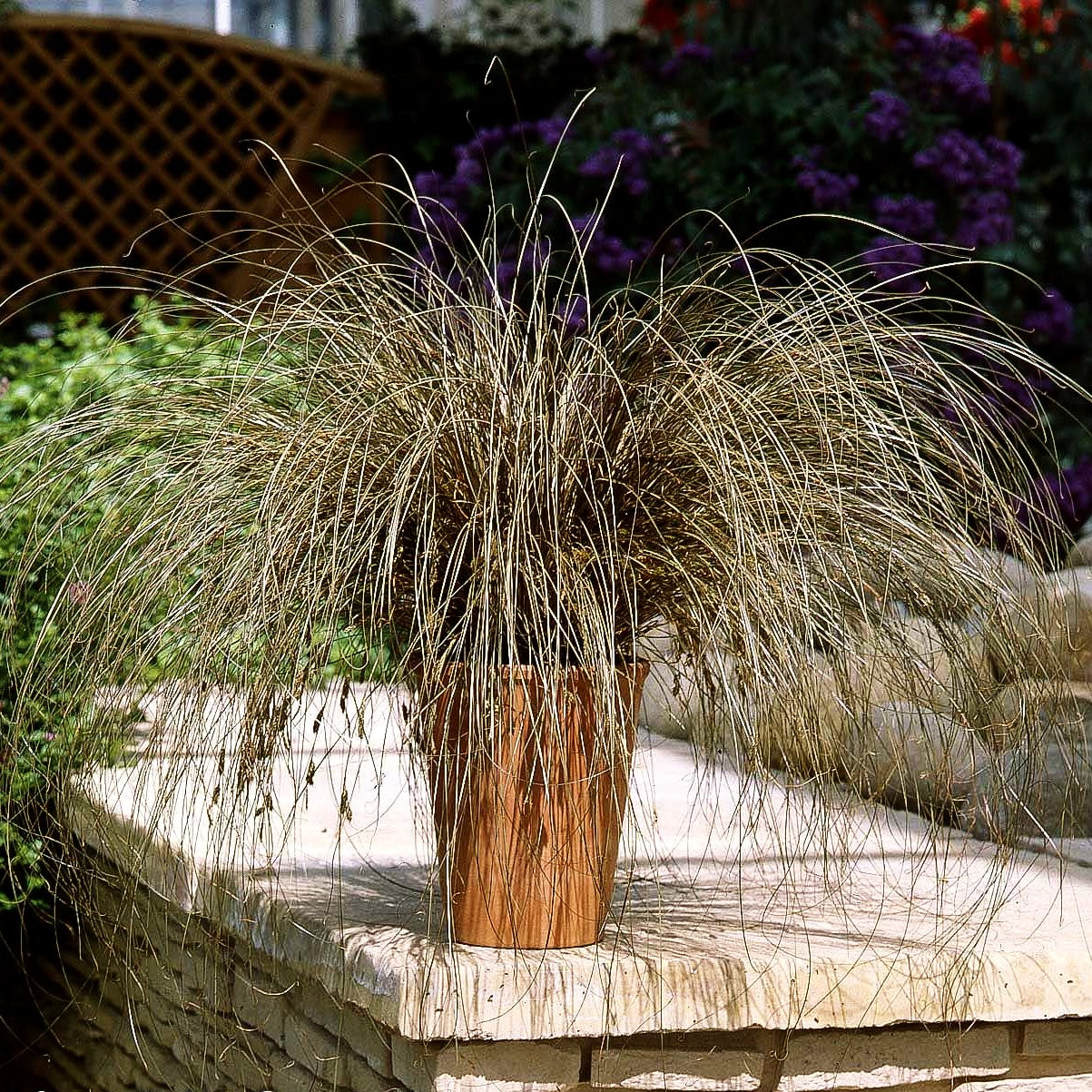 Braune Segge 'Bronco' (Carex comans)