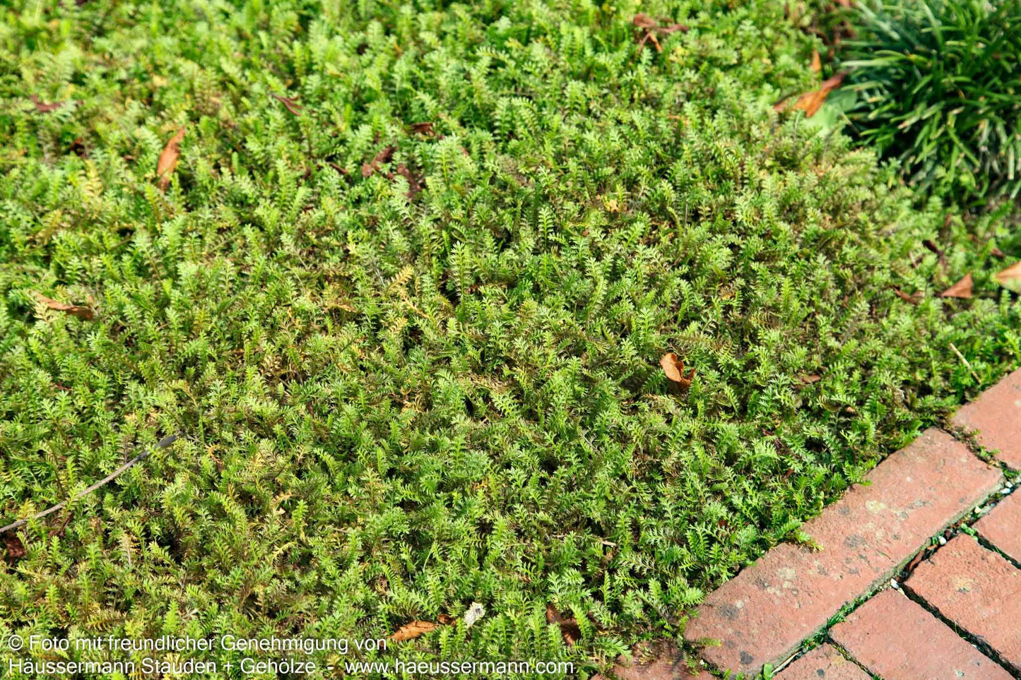 Brauner Fiederteppich (Cotula squalida)