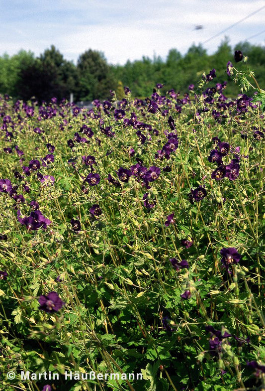 Brauner Storchschnabel (Geranium phaeum)