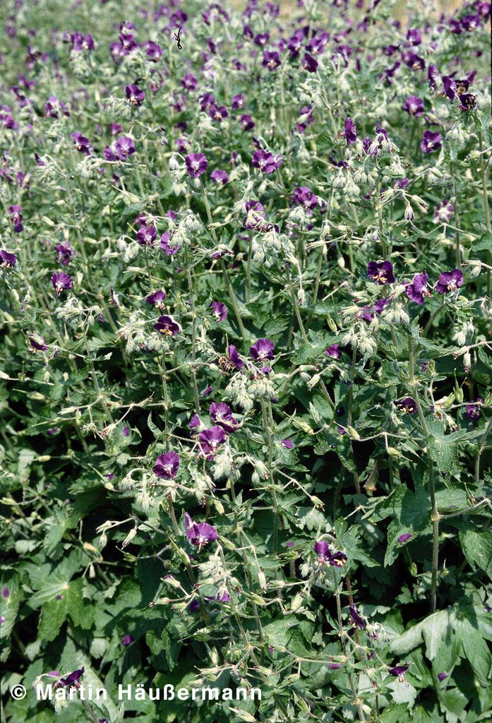 Brauner Storchschnabel (Geranium phaeum)