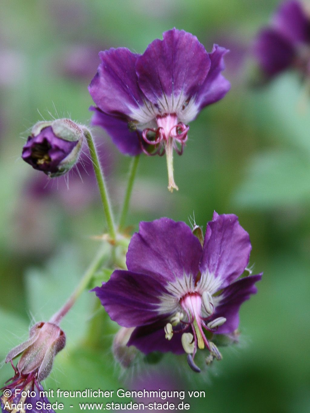 Brauner Storchschnabel (Geranium phaeum)