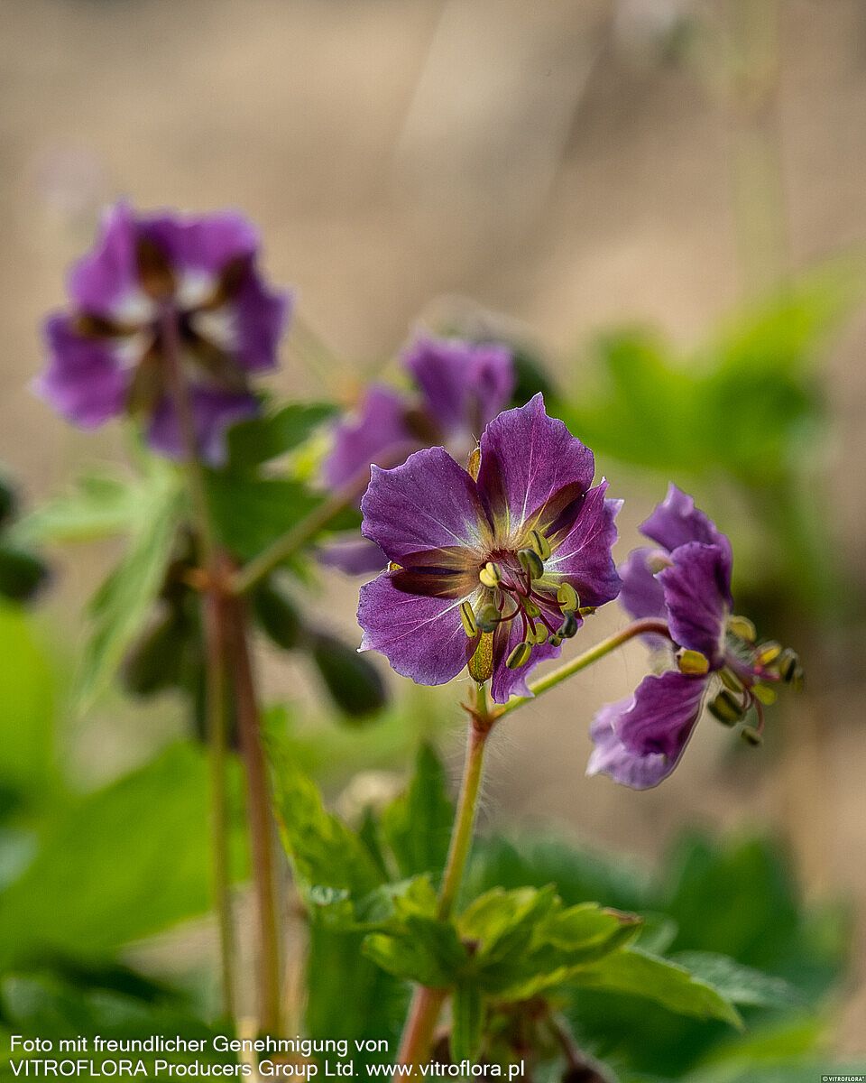 Brauner Storchschnabel (Geranium phaeum)