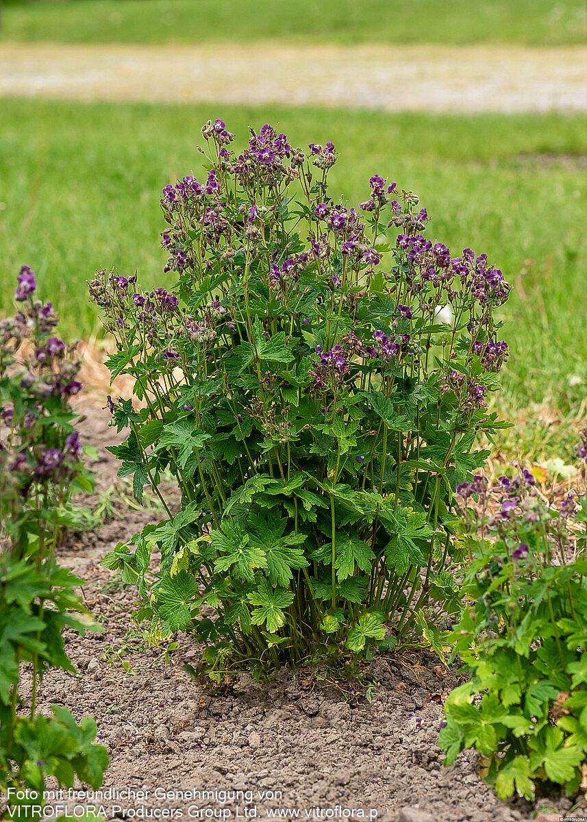 Brauner Storchschnabel (Geranium phaeum)