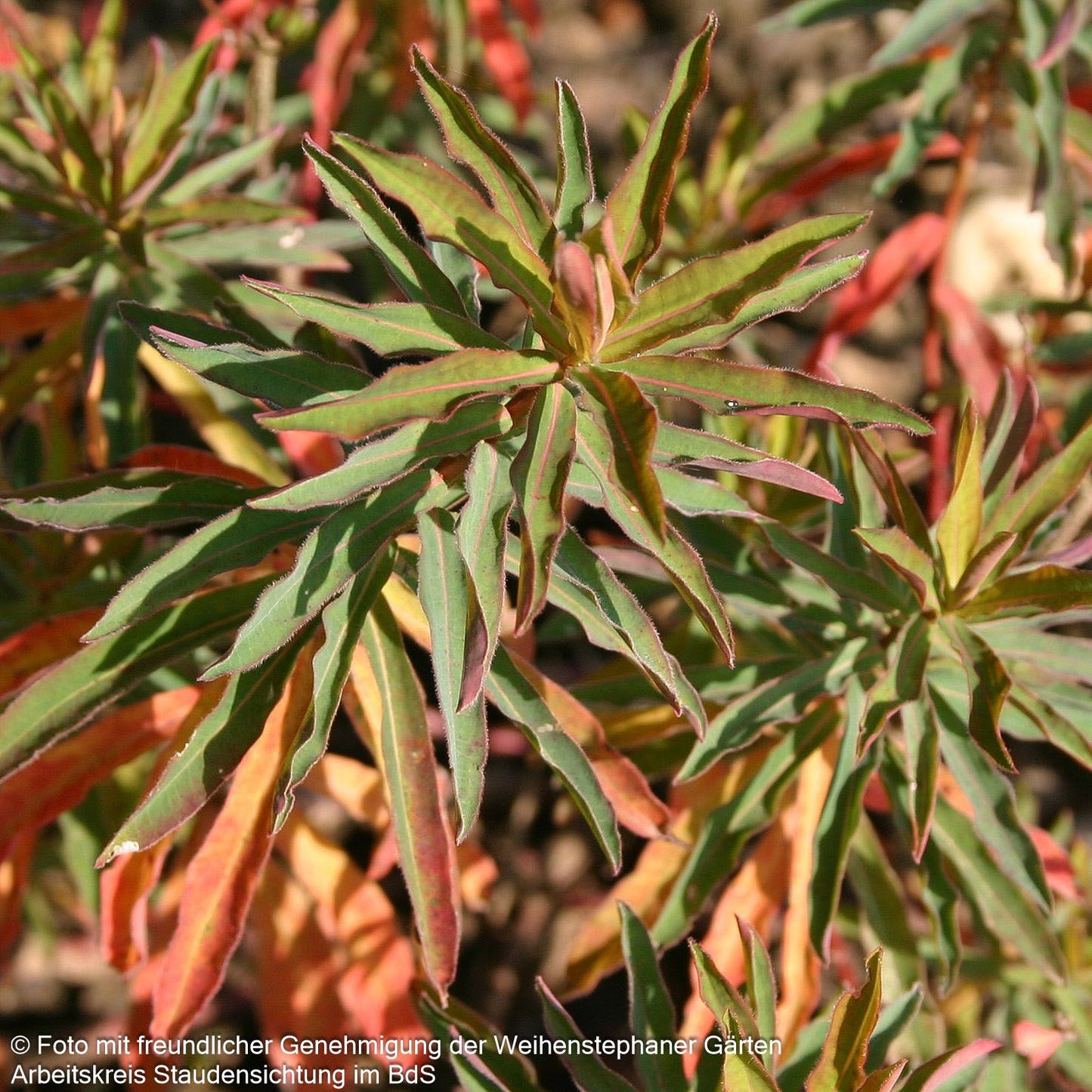 Braunrotblättrige Gold-Wolfsmilch 'Purpurea' (Euphorbia polychroma)