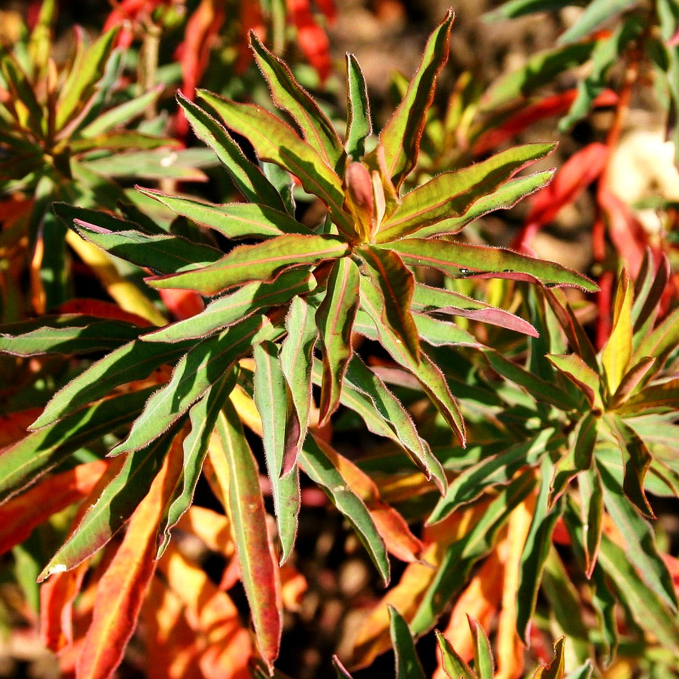 Braunrotblättrige Gold-Wolfsmilch 'Purpurea' (Euphorbia polychroma)