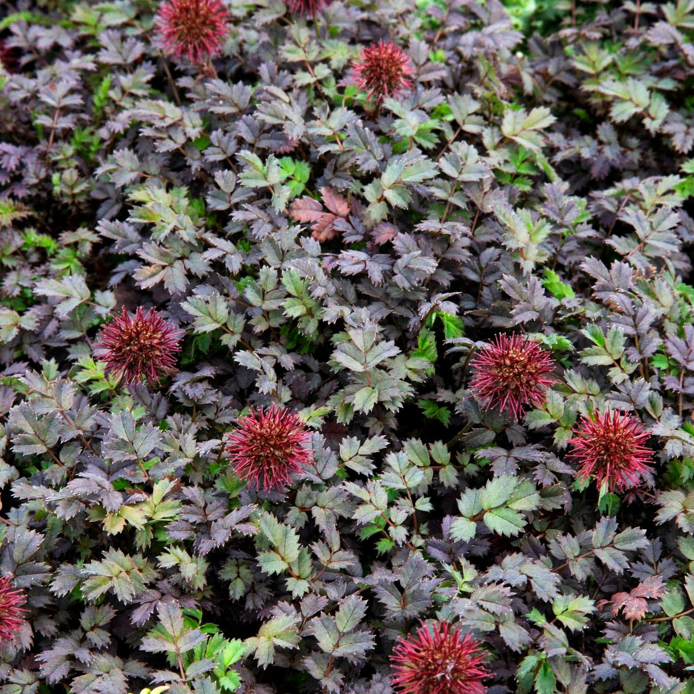 Braunrotes Stachelnüsschen 'Braune Feder' (Acaena microphylla)