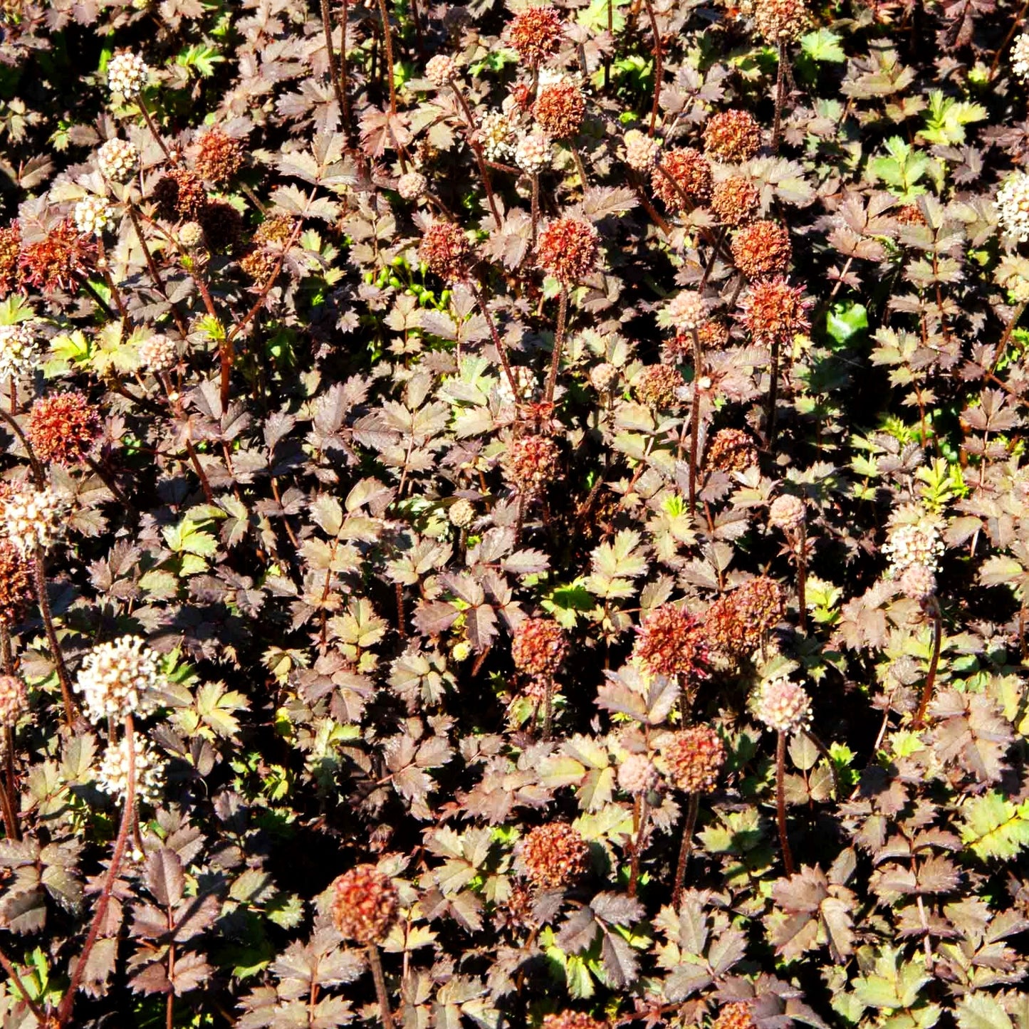 Braunrotes Stachelnüsschen 'Kupferteppich' (Acaena microphylla)