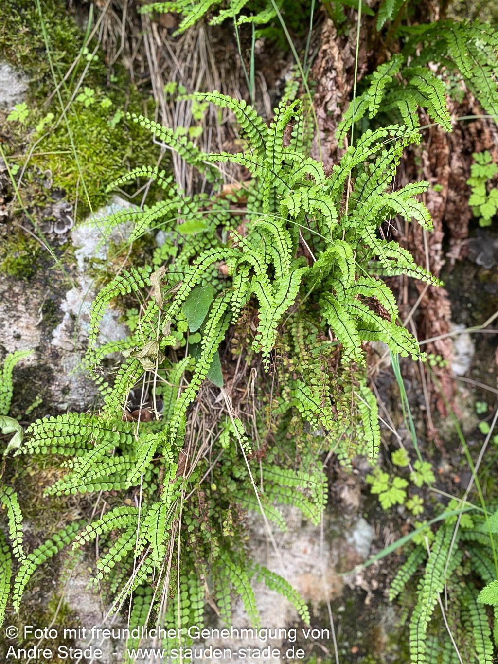 Braunstieliger Streifenfarn (Asplenium trichomanes)