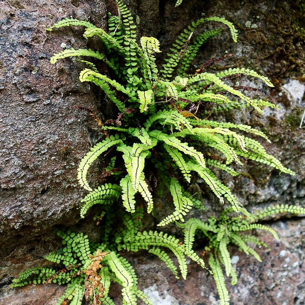 Braunstieliger Streifenfarn (Asplenium trichomanes)