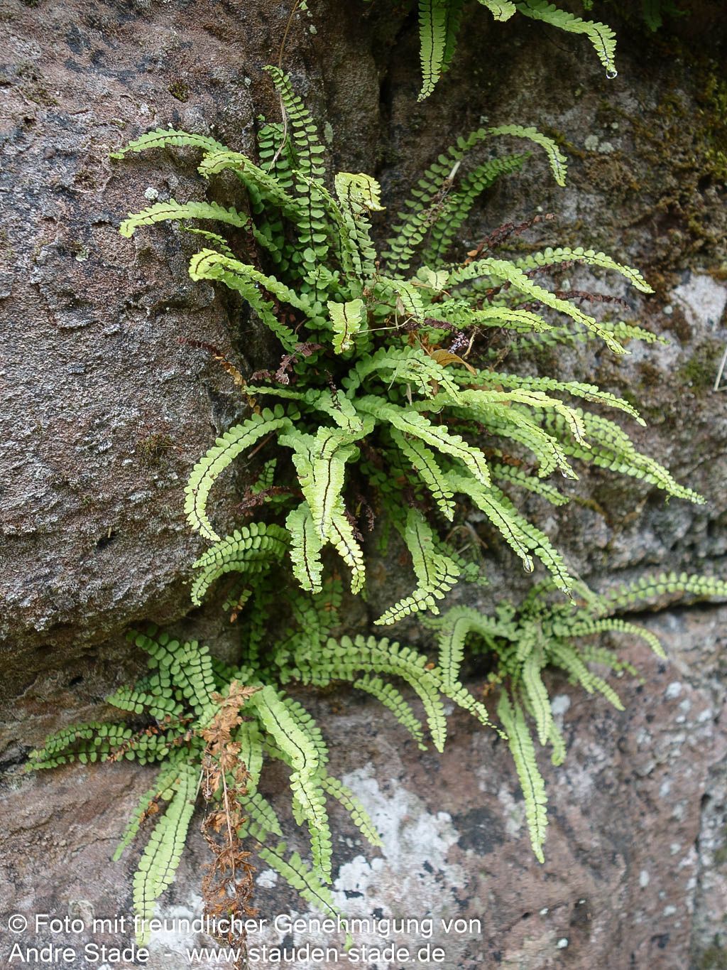 Braunstieliger Streifenfarn (Asplenium trichomanes)