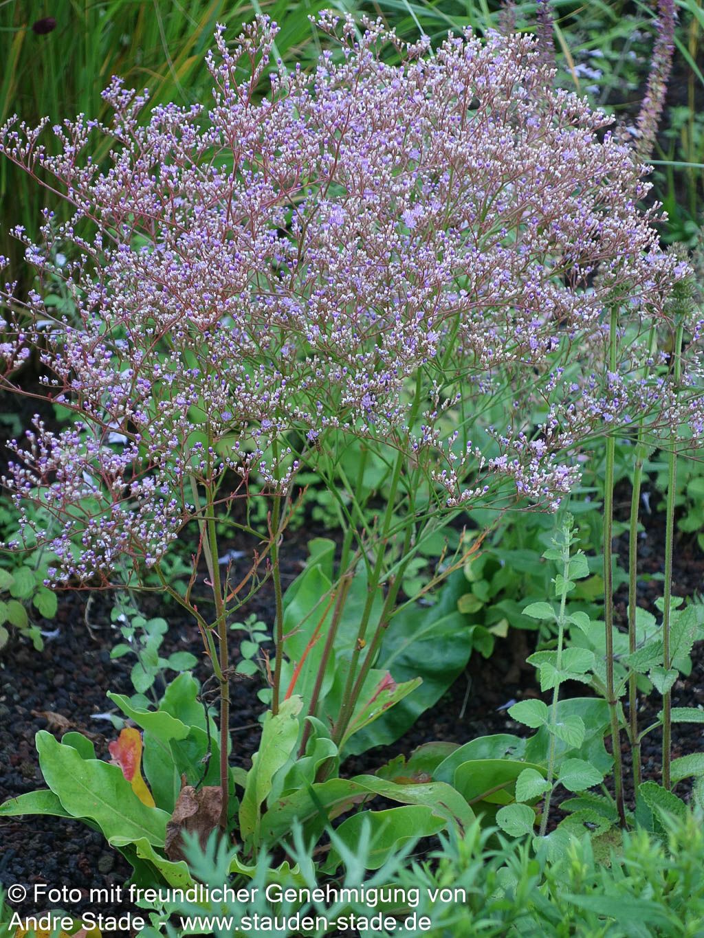 Breitblättriger Steppenschleier (Limonium latifolium)