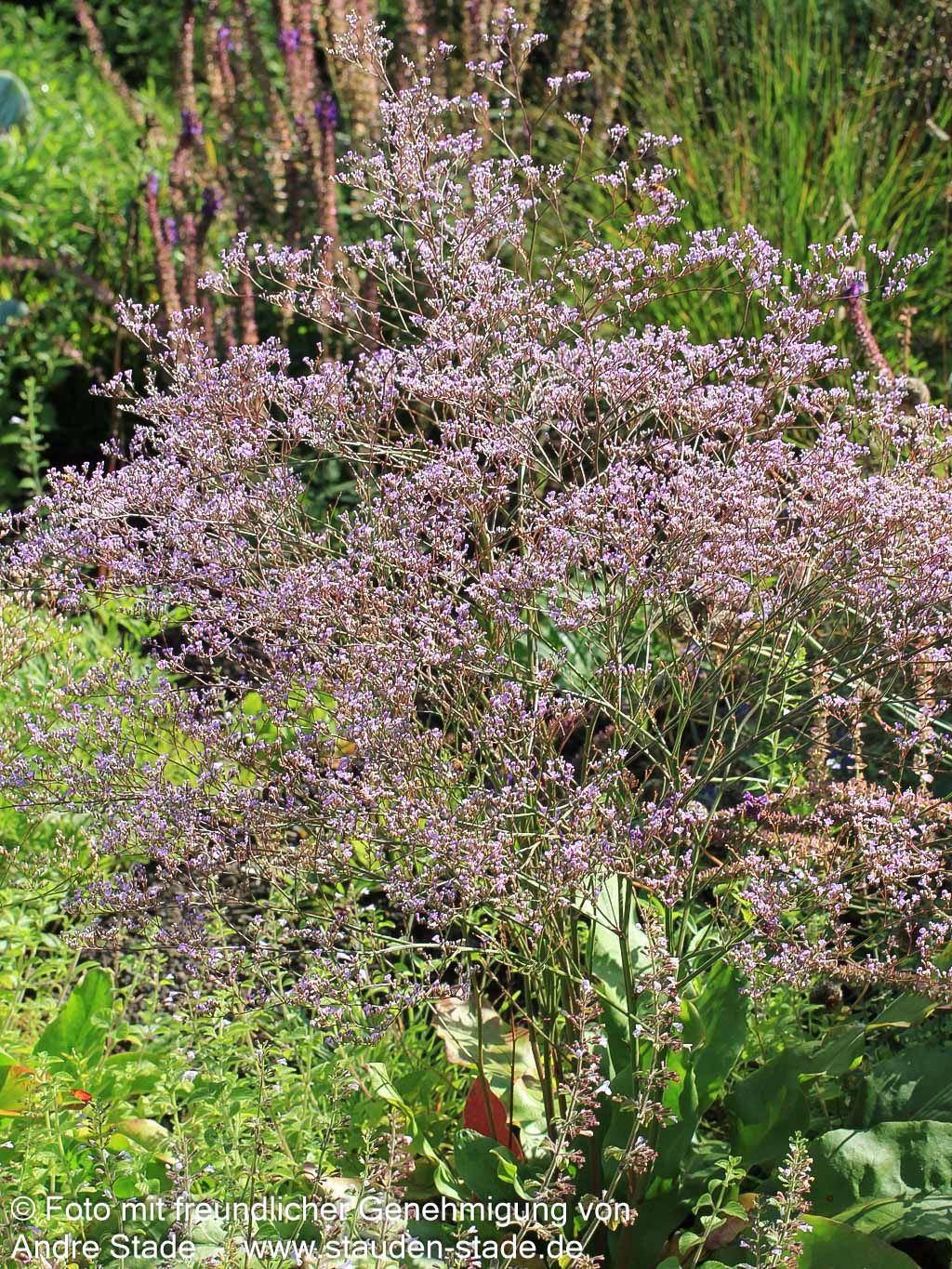 Breitblättriger Steppenschleier (Limonium latifolium)
