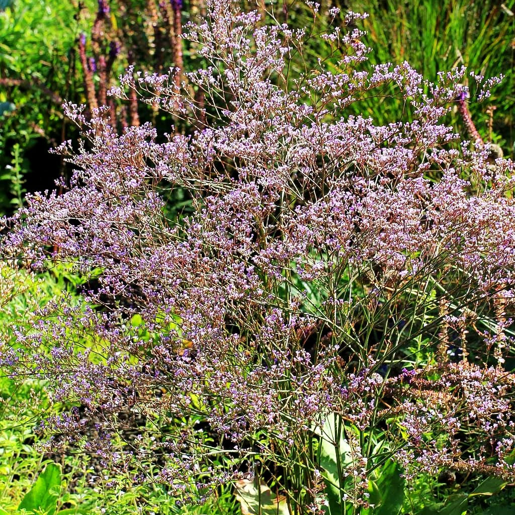 Breitblättriger Steppenschleier (Limonium latifolium)