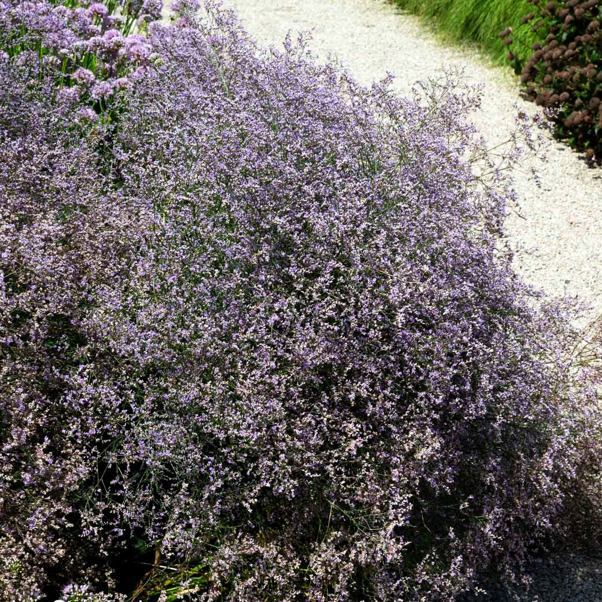 Breitblättriger Steppenschleier (Limonium latifolium)