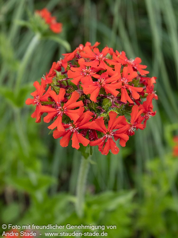 Brennende Liebe (Lychnis chalcedonica)