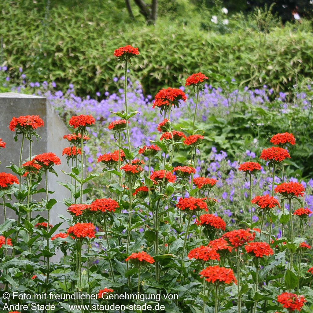 Brennende Liebe (Lychnis chalcedonica)