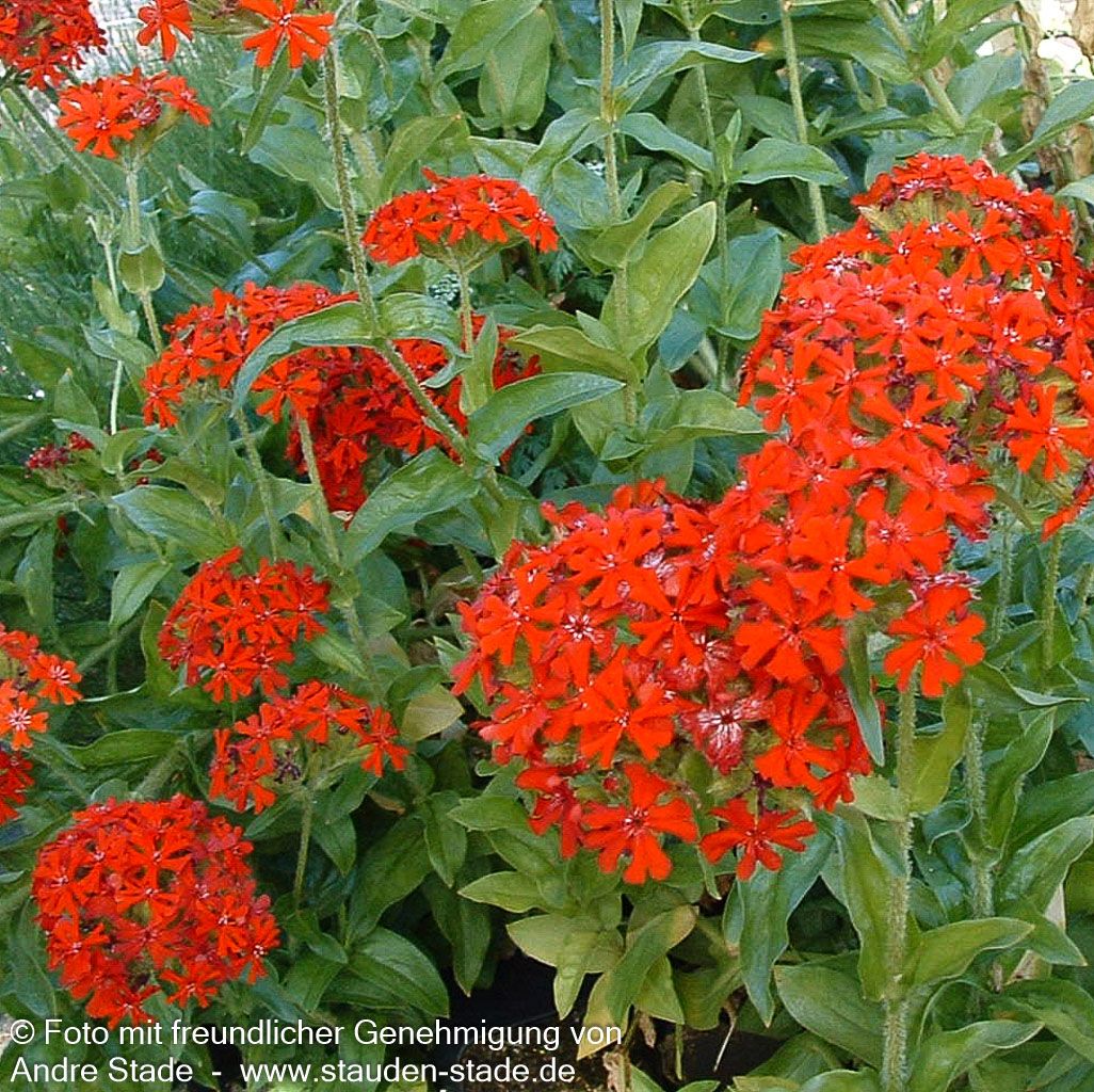 Brennende Liebe (Lychnis chalcedonica)