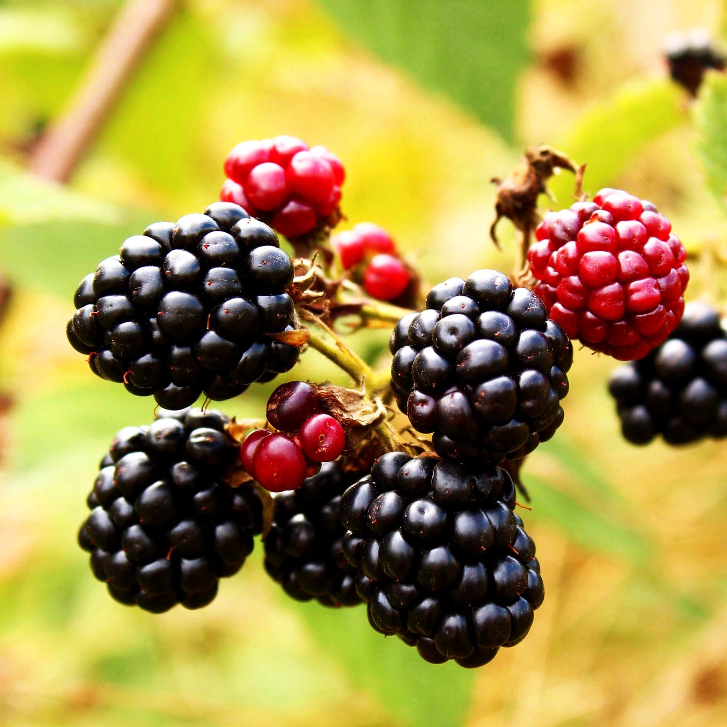 Brombeere 'Asterina' -R- (Rubus frut.)